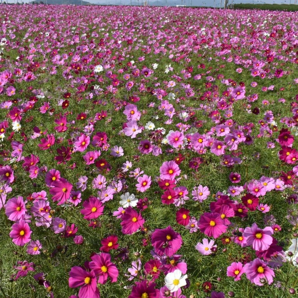 #十三塚原公園&nbsp;#霧島市-1