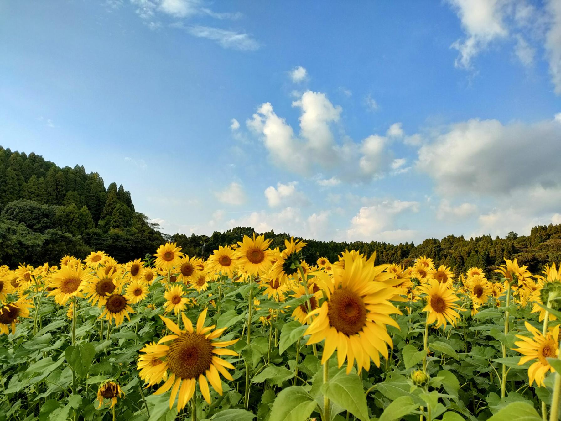 #大久保の晩秋ひまわり #南九州市-1