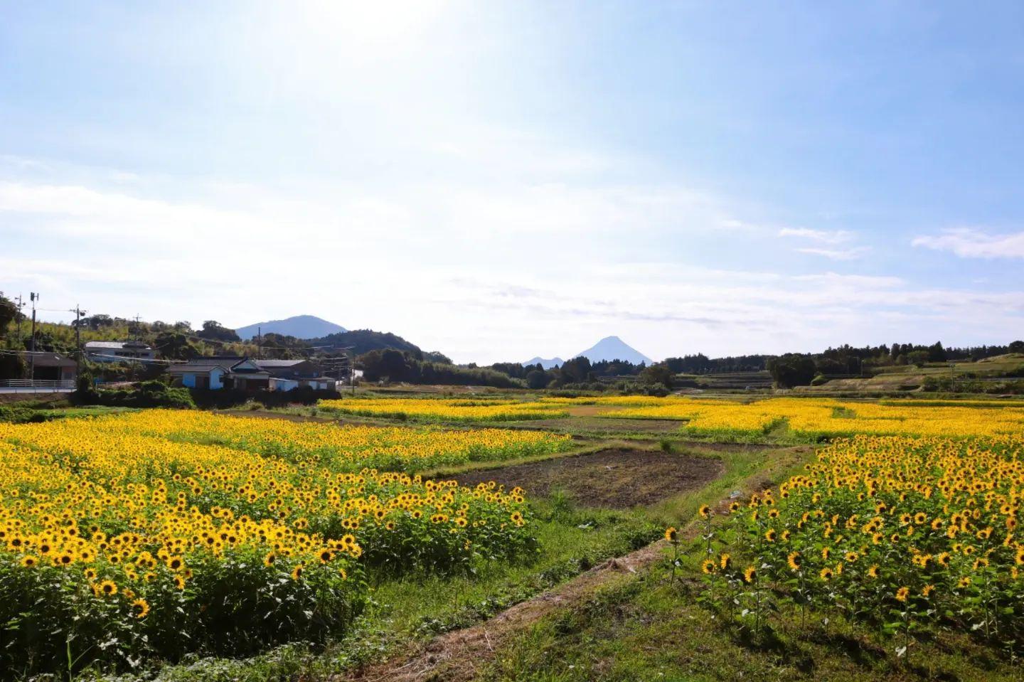 #淵別府のひまわり畑 #南九州市-1