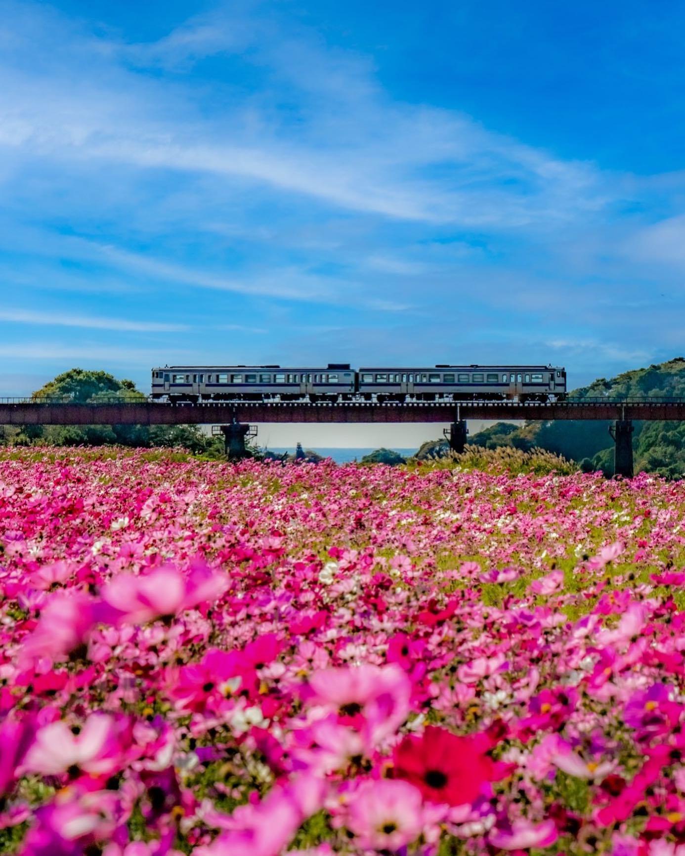 #指宿枕崎線 #南九州市-1