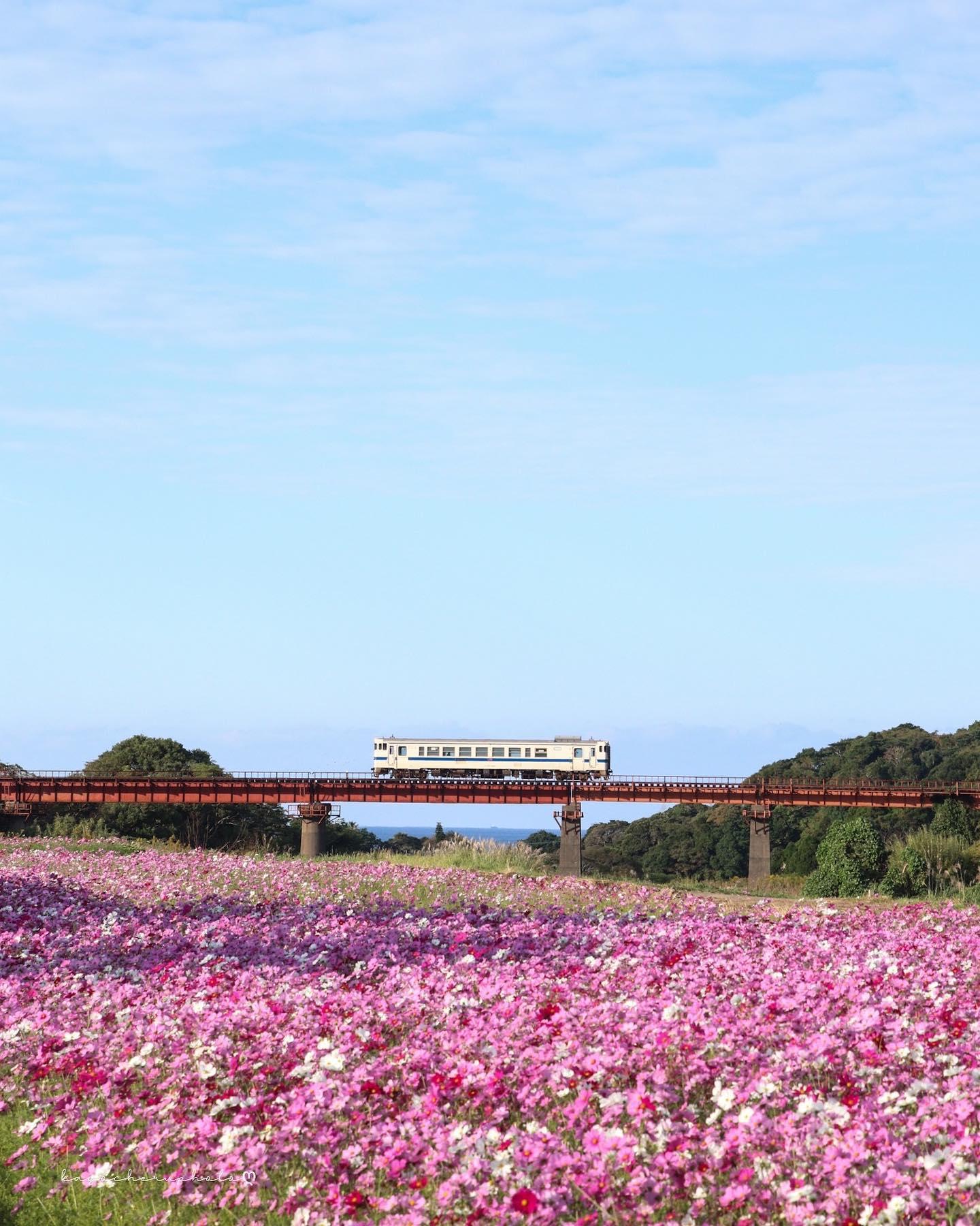 #指宿枕崎線 #南九州市-1