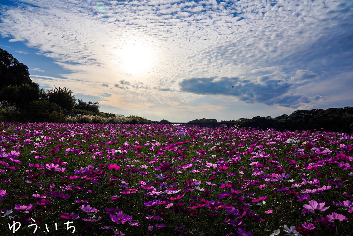 #コスモス&nbsp;#頴娃町-1
