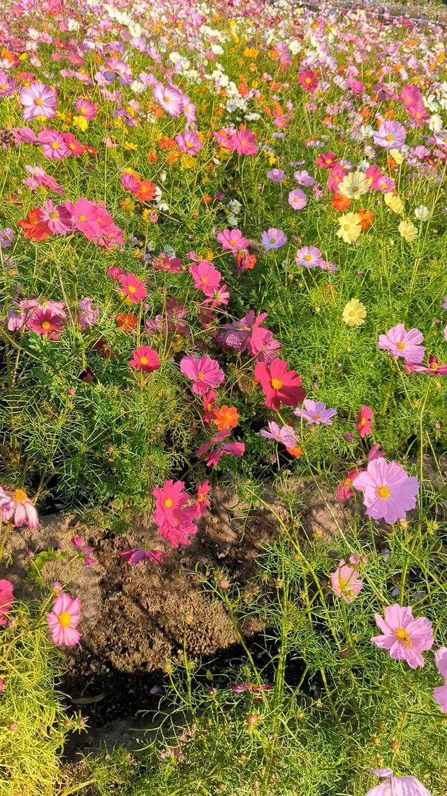 #鹿児島都市農業センター&nbsp;#鹿児島市-1