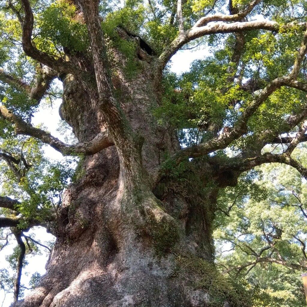 #日本一の巨木の大クス-1