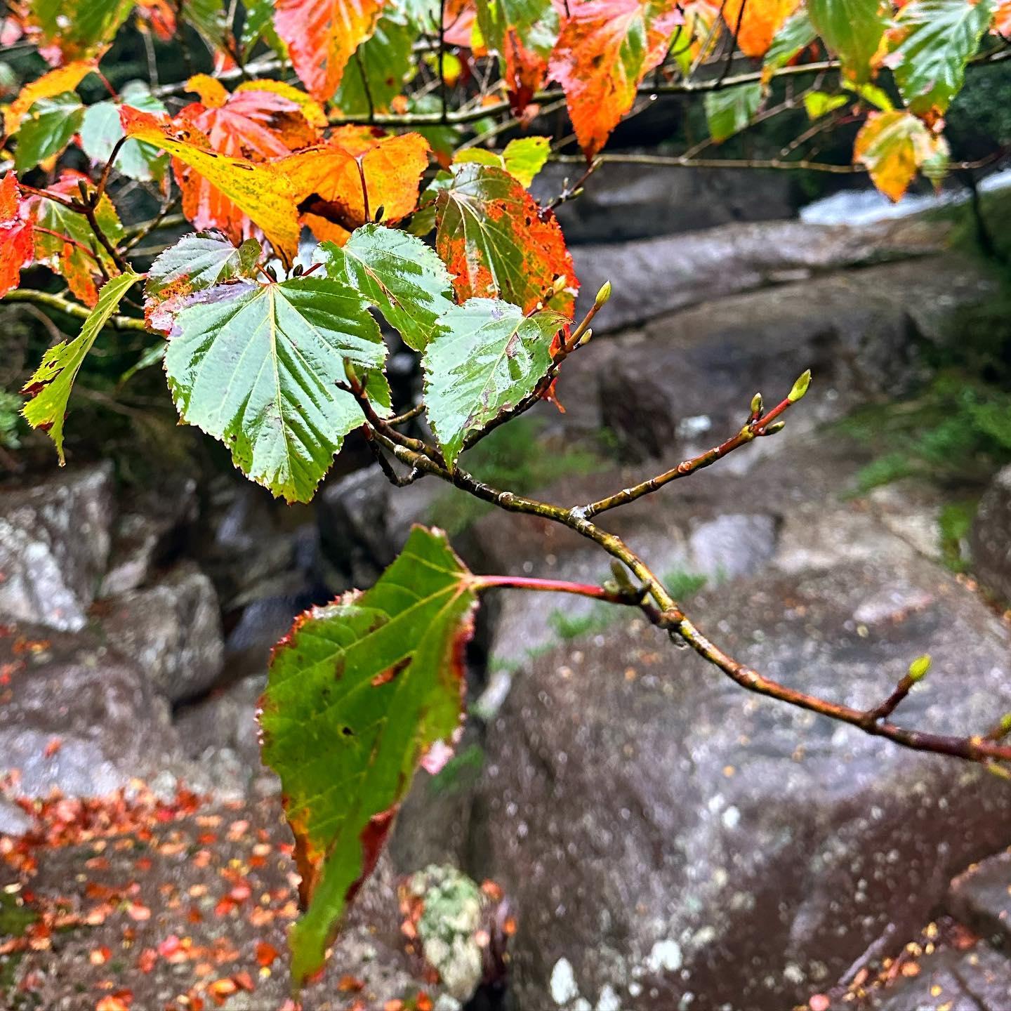 #白谷雲水峡 #屋久島-1