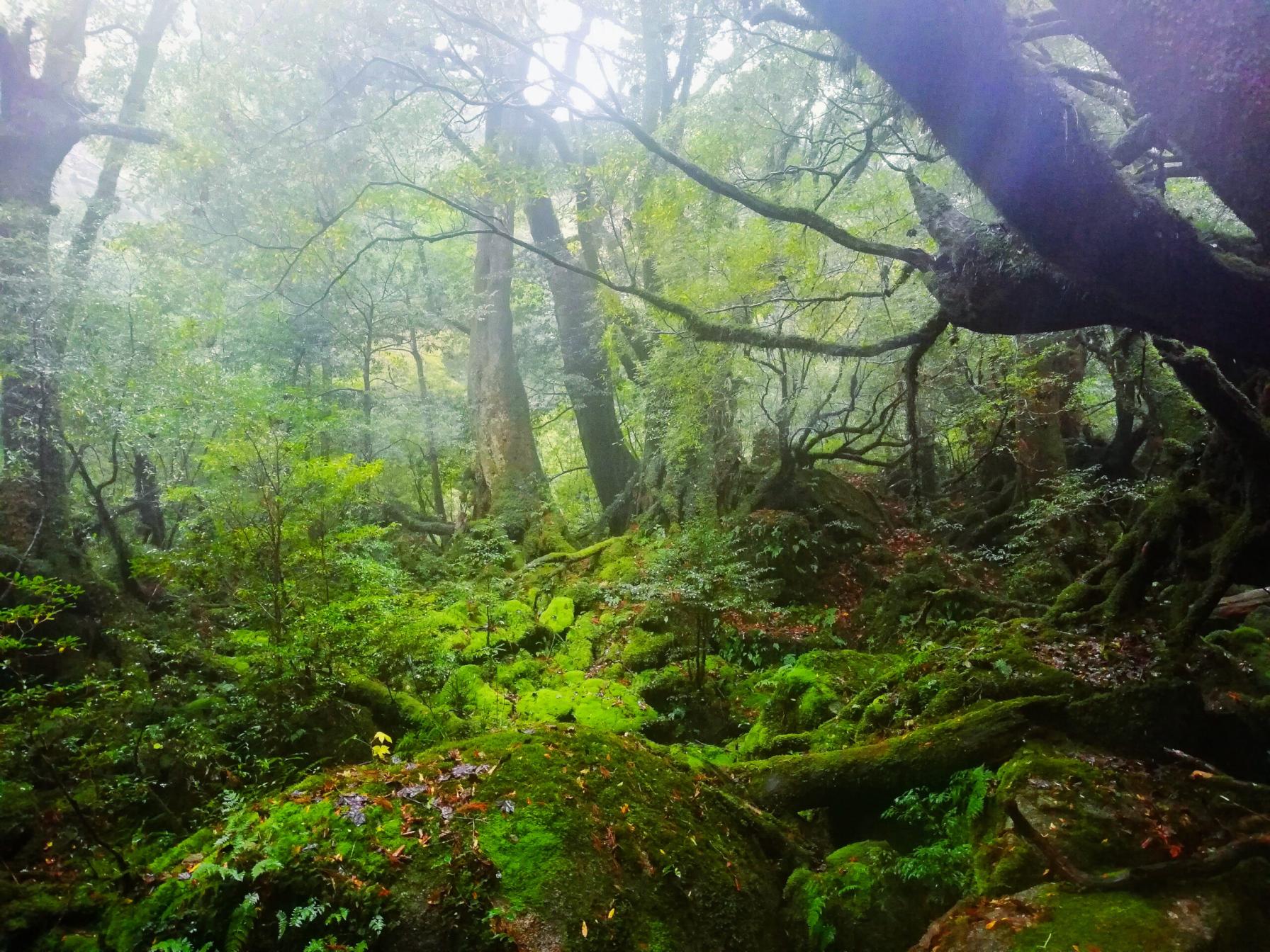 #苔むす森 #屋久島町-1