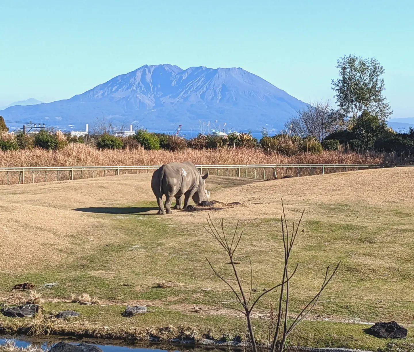 #平川動物公園&nbsp;#桜島-1