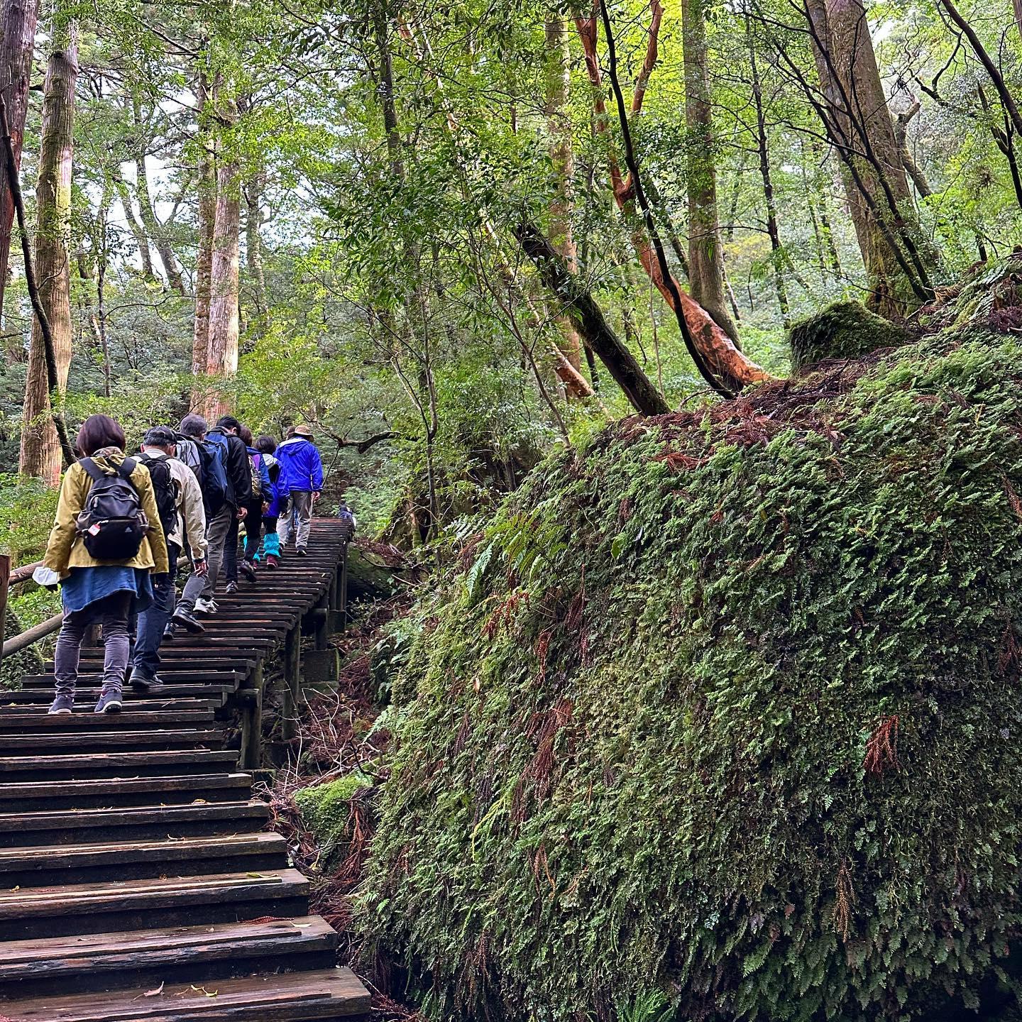 #ヤクスギランド #屋久島-1