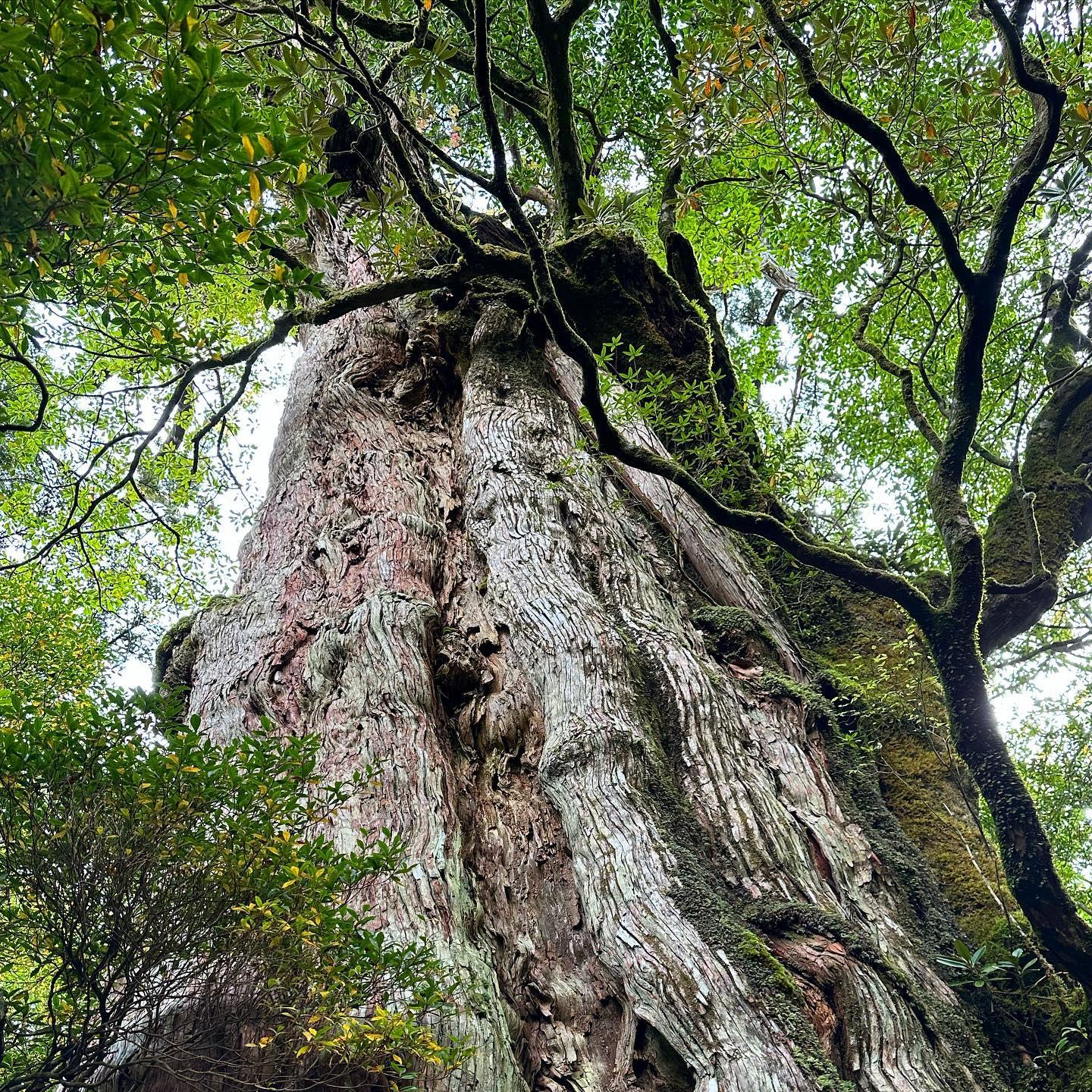 #紀元杉 #屋久島-1