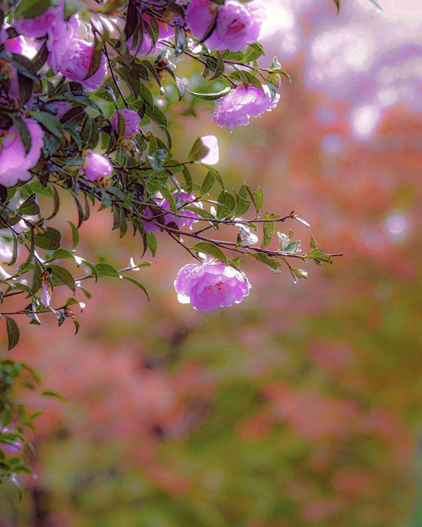 #山茶花&nbsp;#湧水町-1