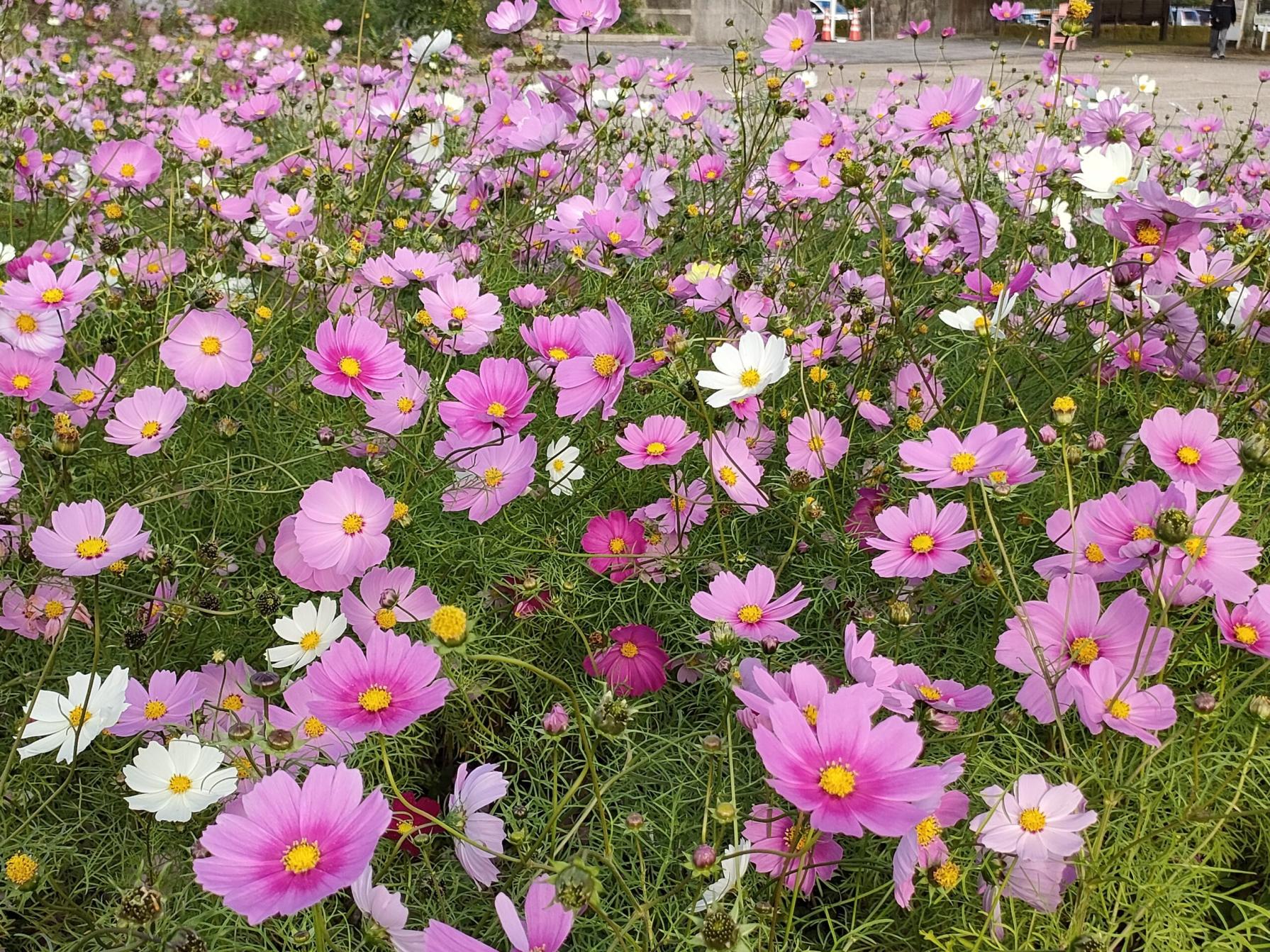 #霧島ヶ丘公園&nbsp;#鹿屋市-1