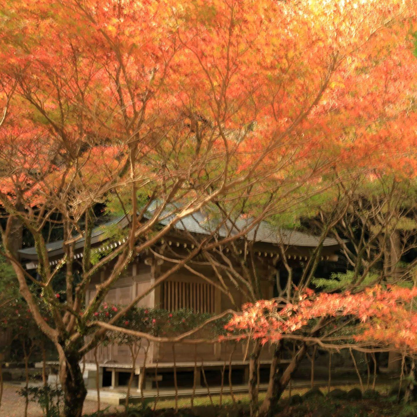 #鎮国寺頂峯院 大師堂&nbsp;#いちき串木野市-1