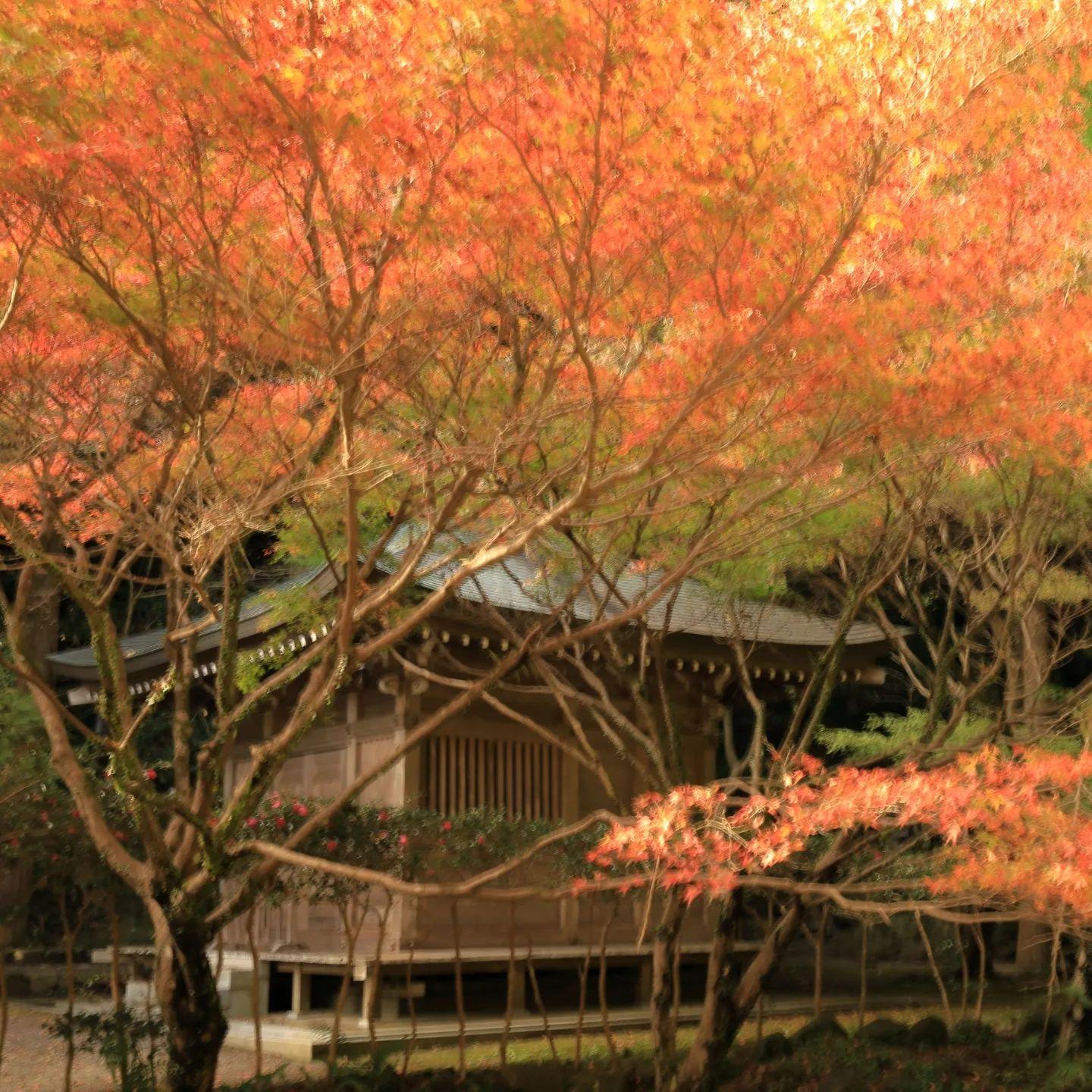 #鎮国寺頂峯院 大師堂 #いちき串木野市-1