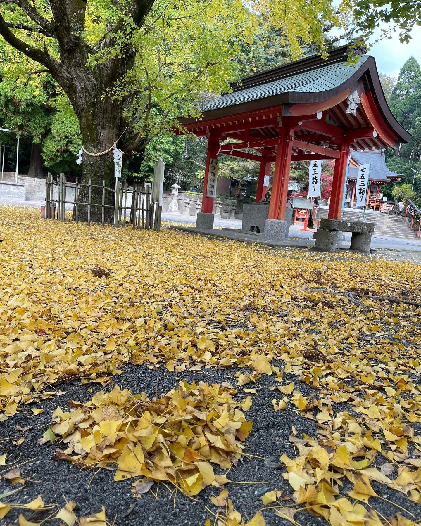 #豊玉姫神社&nbsp;#南九州市-1