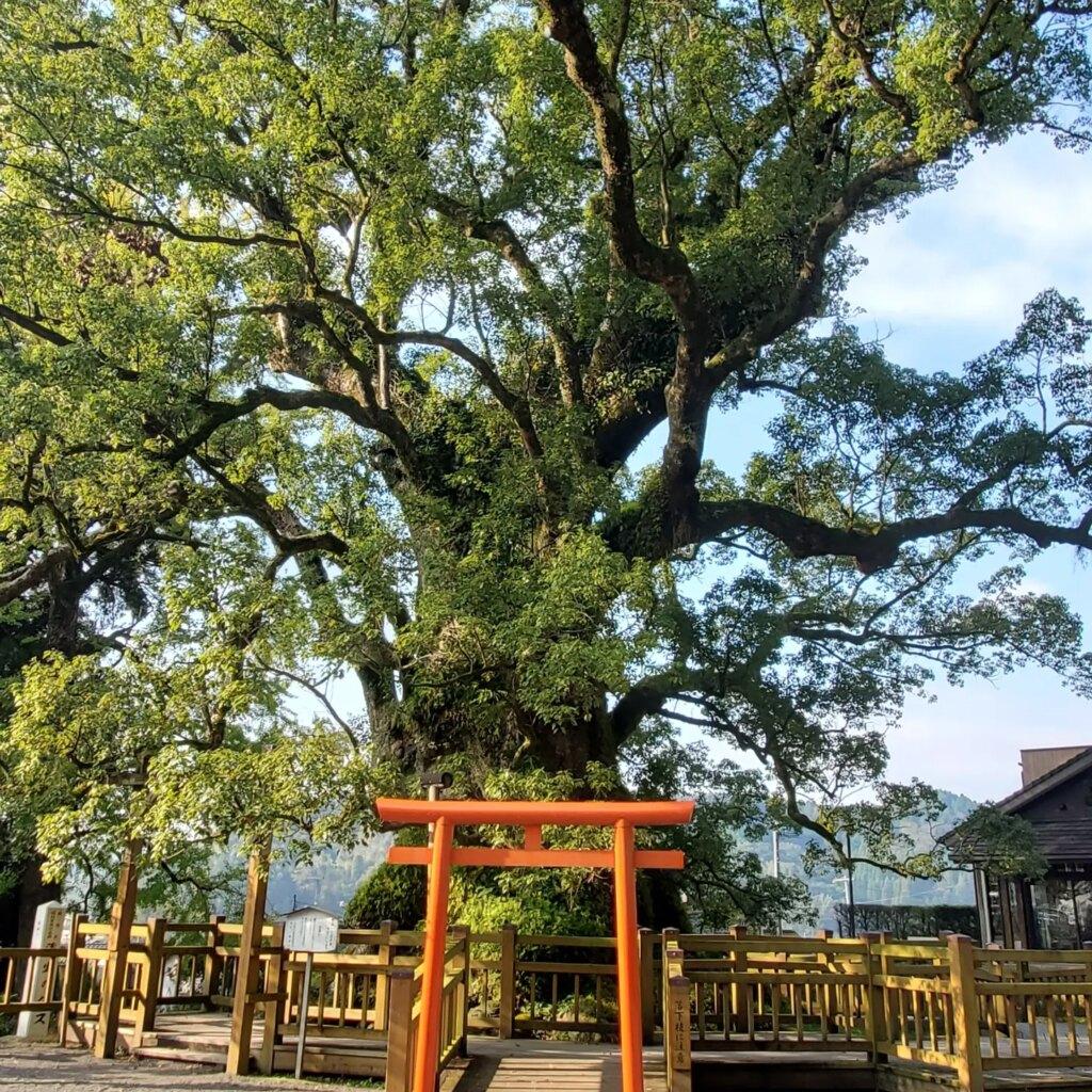 #蒲生八幡神社 #姶良市蒲生-1