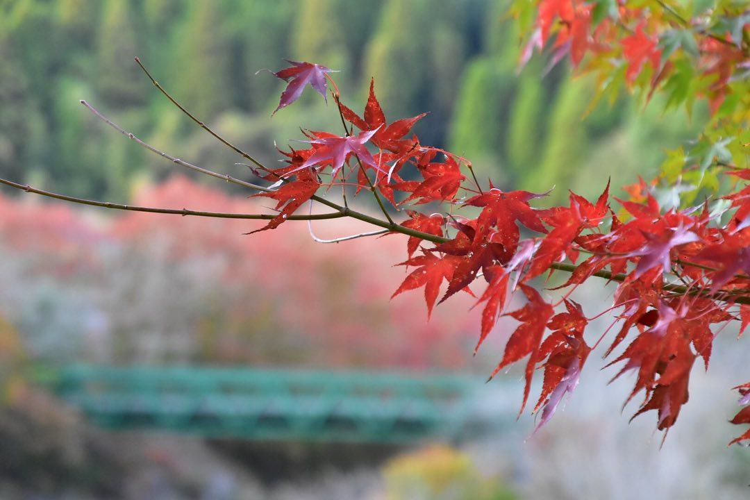 #花水木 #日置市伊集院-1