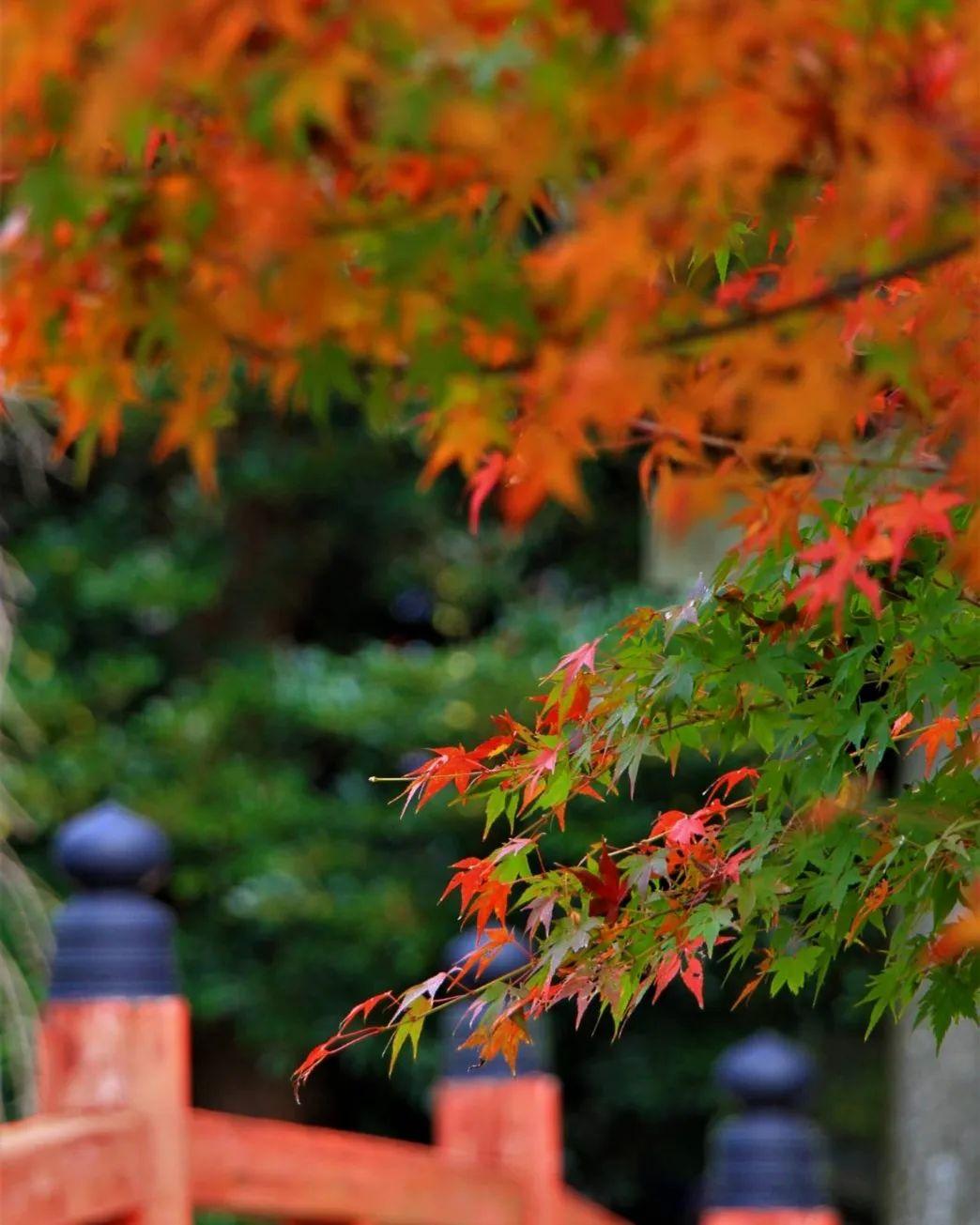 #冠嶽神社-1