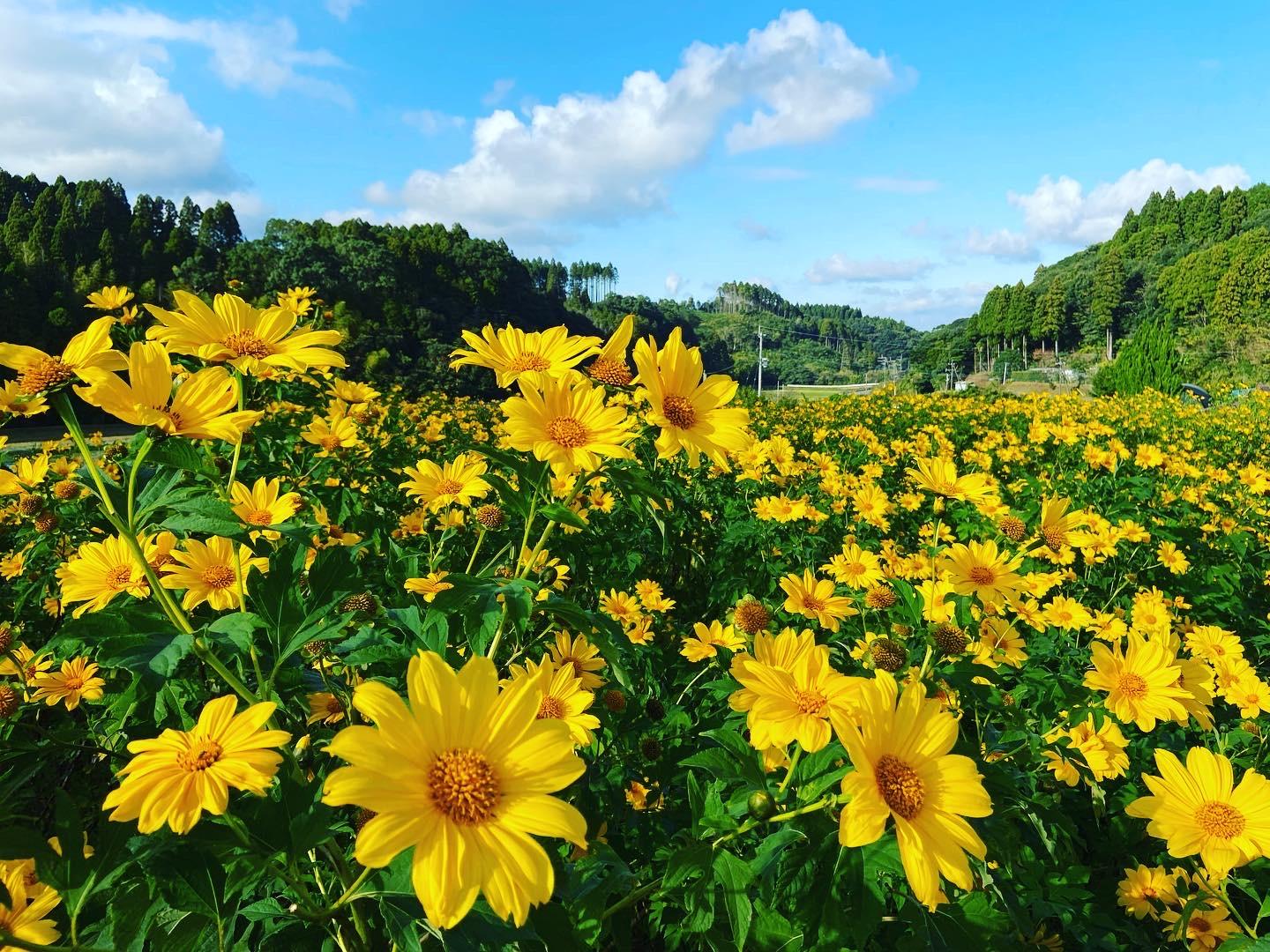 #田之野地区皇帝ヒマワリ園 #南さつま市-1