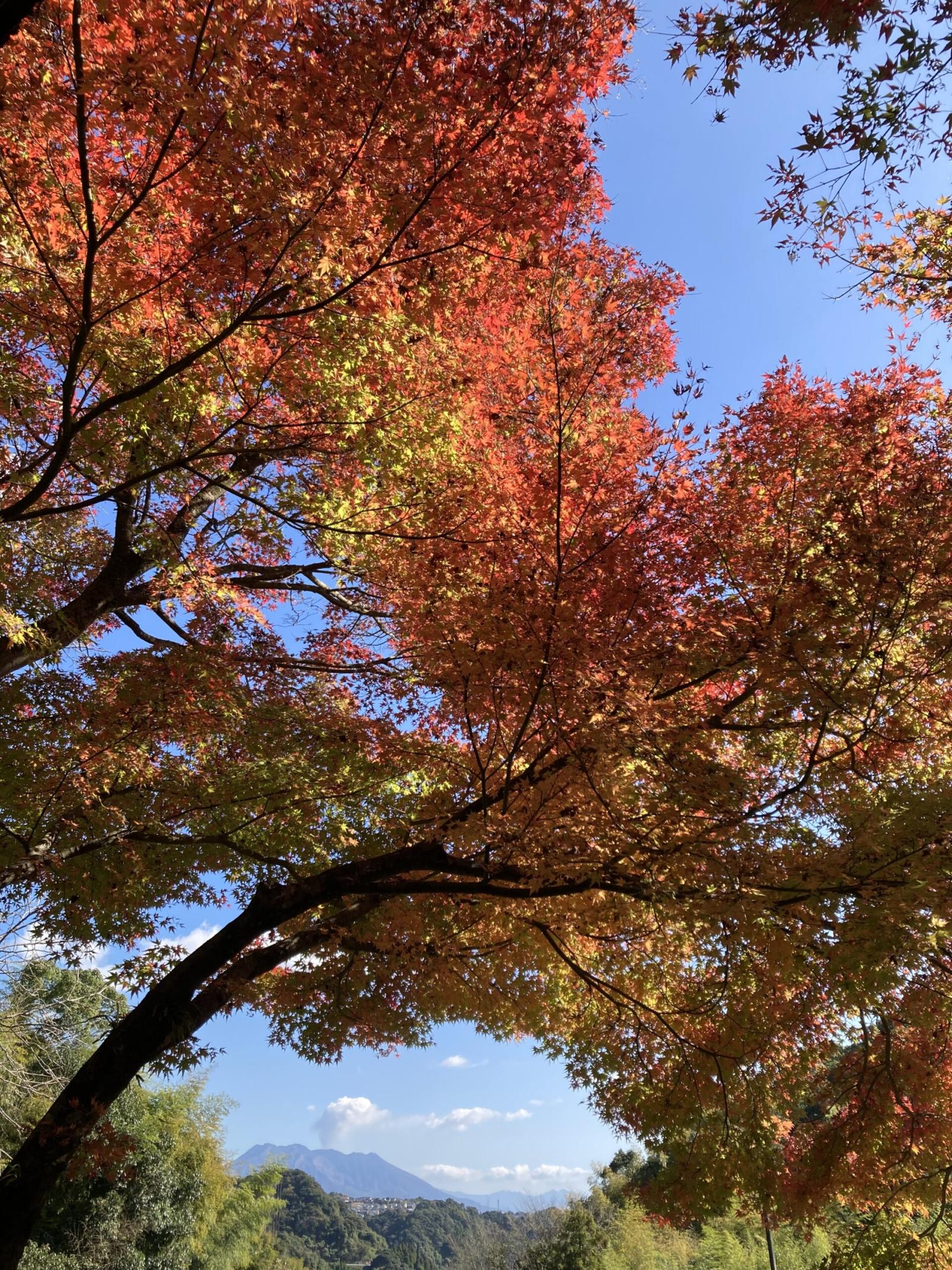 #健康の森公園 #鹿児島市-1