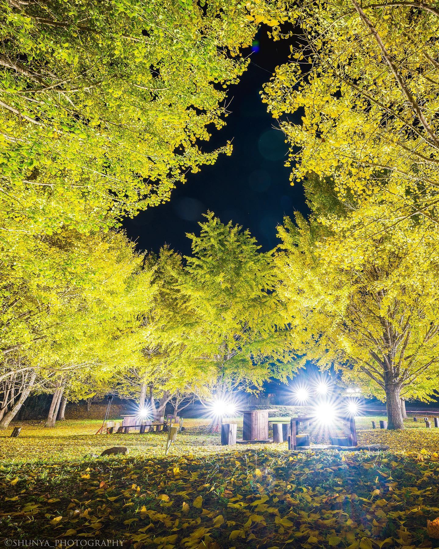 #上大迫イチョウの杜広場&nbsp;#薩摩川内市-1
