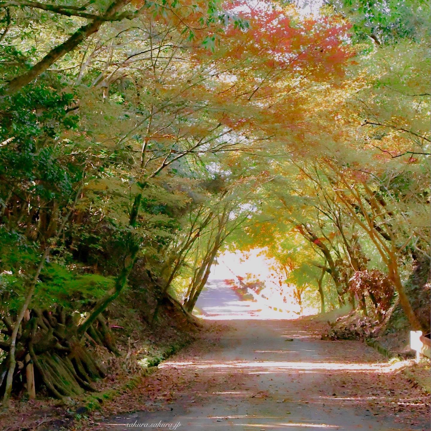 #花瀬公園&nbsp;#錦江町-1