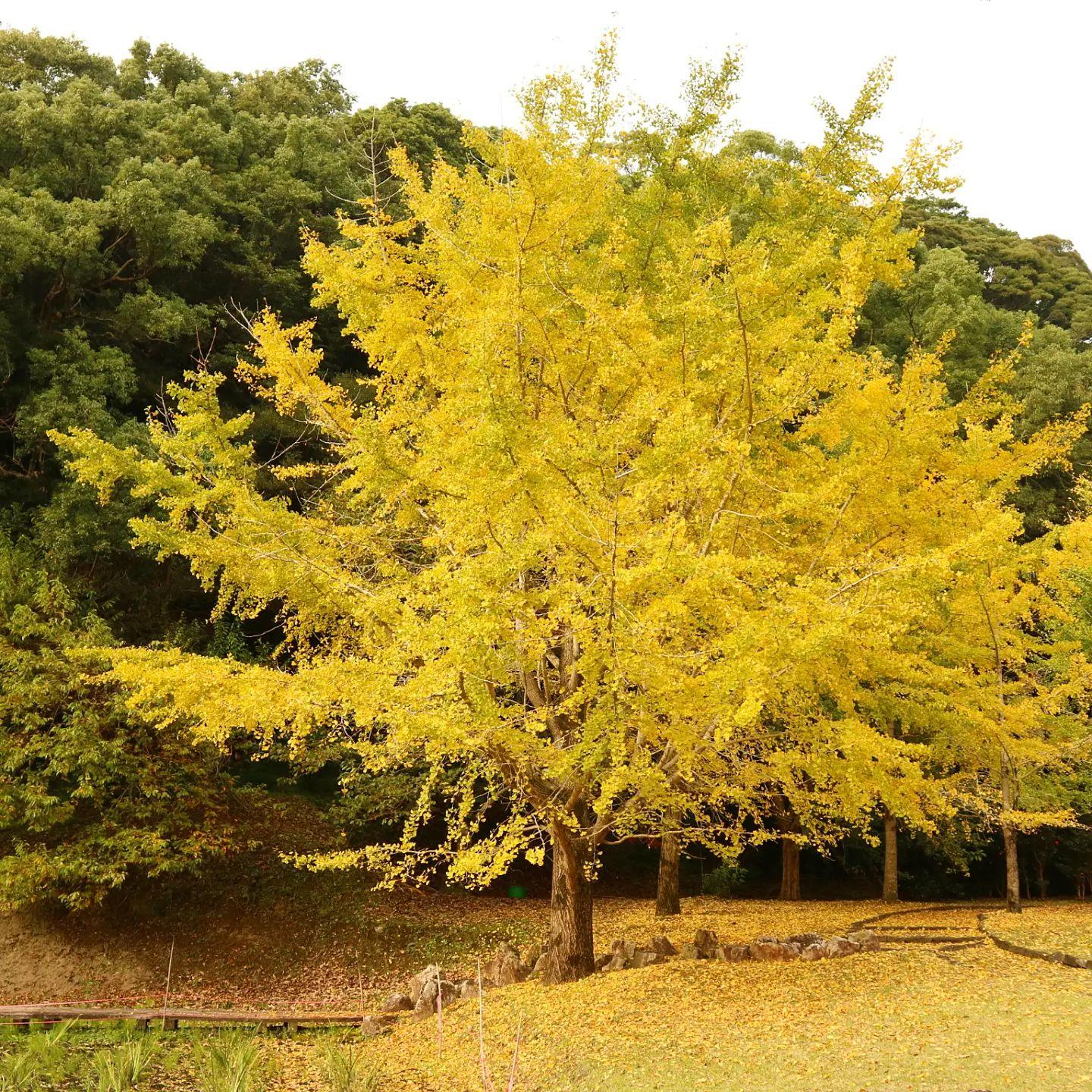 #岩屋公園&nbsp;#南九州市川辺-1