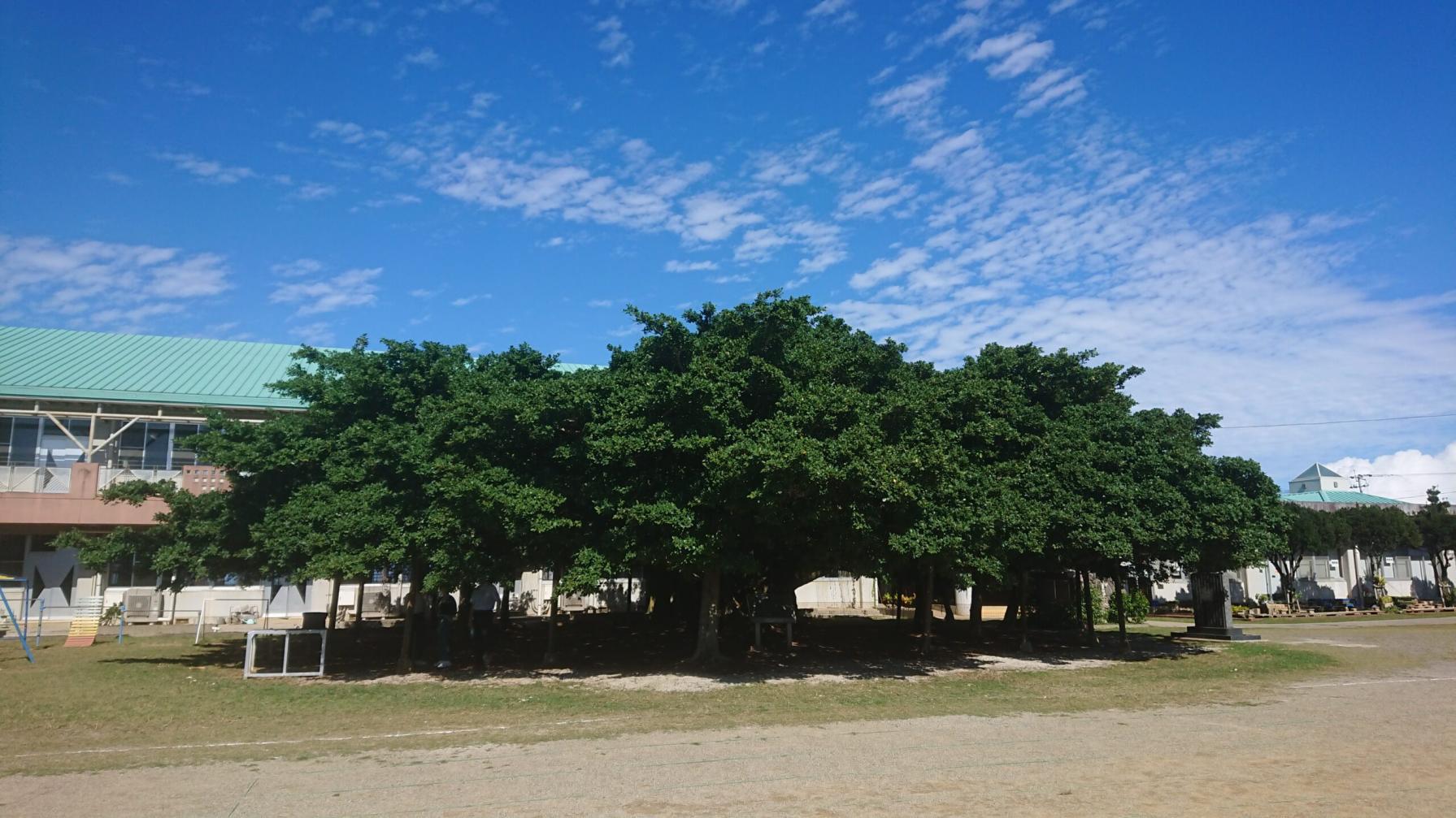 #国頭小学校のガジュマル&nbsp;#和泊町-1