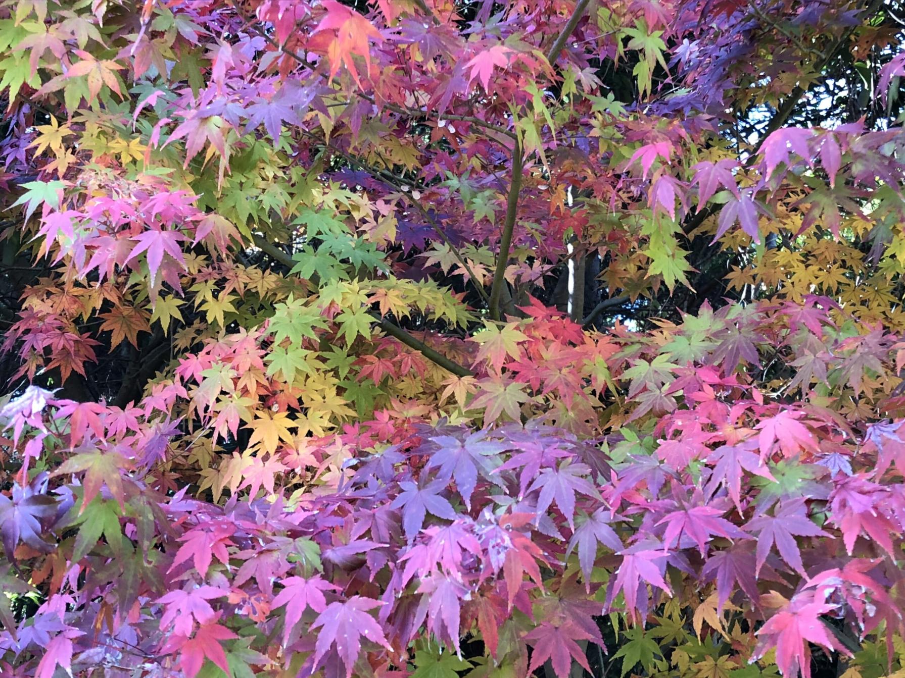 #冠岳神社&nbsp;#冠岳展望公園&nbsp;#いちき串木野市-1