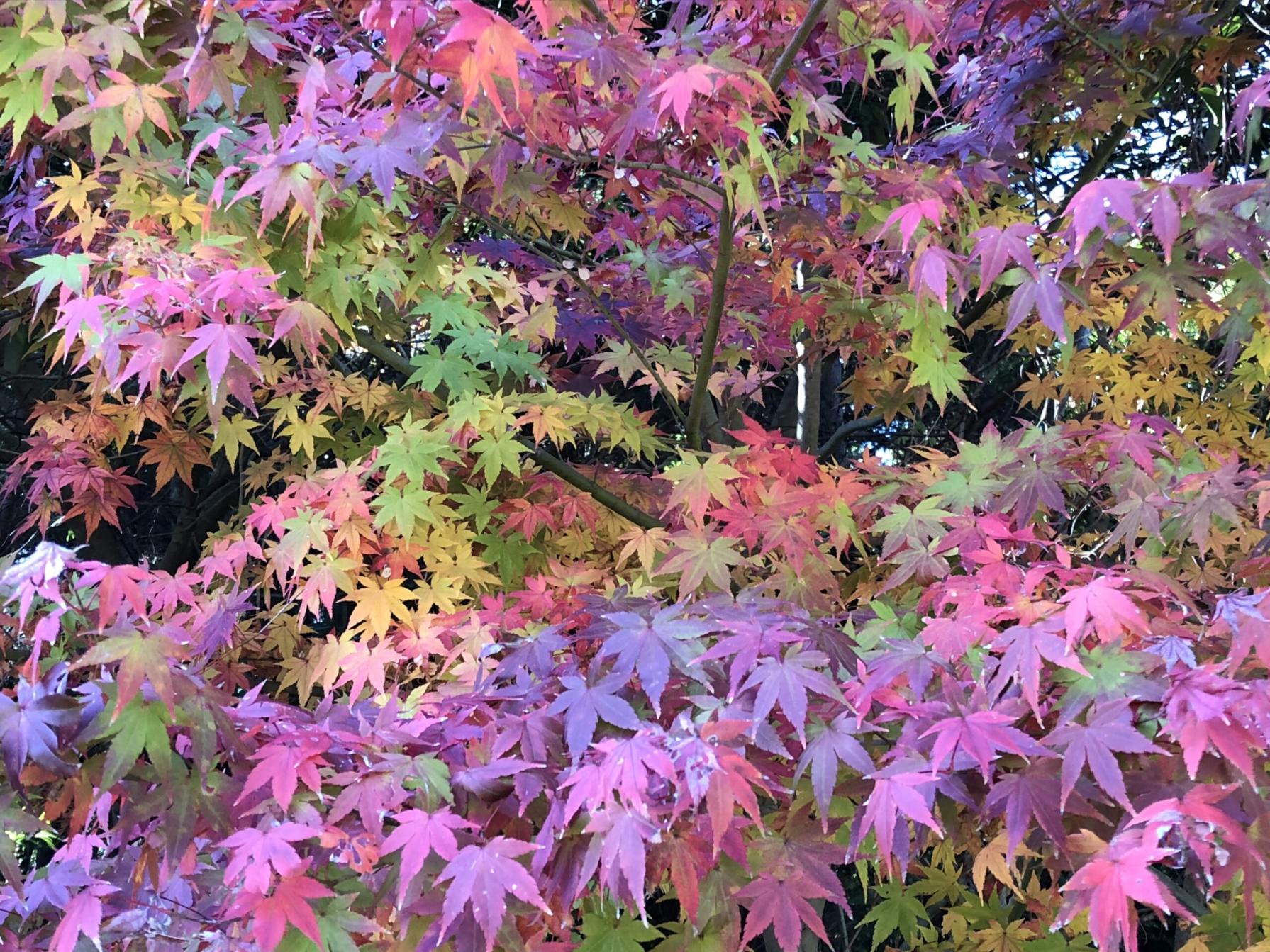 #冠岳神社 #冠岳展望公園 #いちき串木野市-1