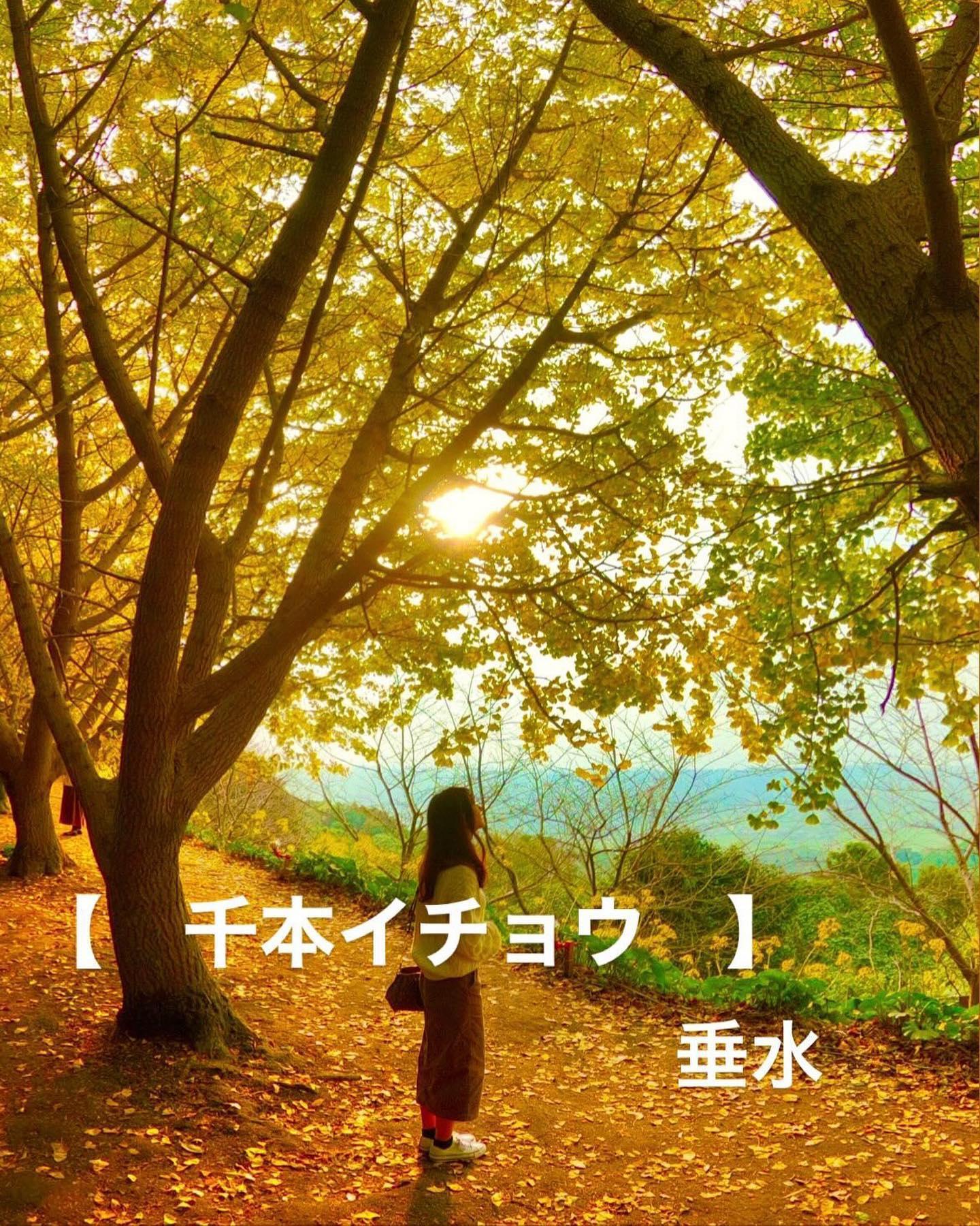 #千本イチョウ&nbsp;#垂水市-1