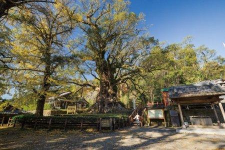  日本一の大クス・蒲生八幡神社 