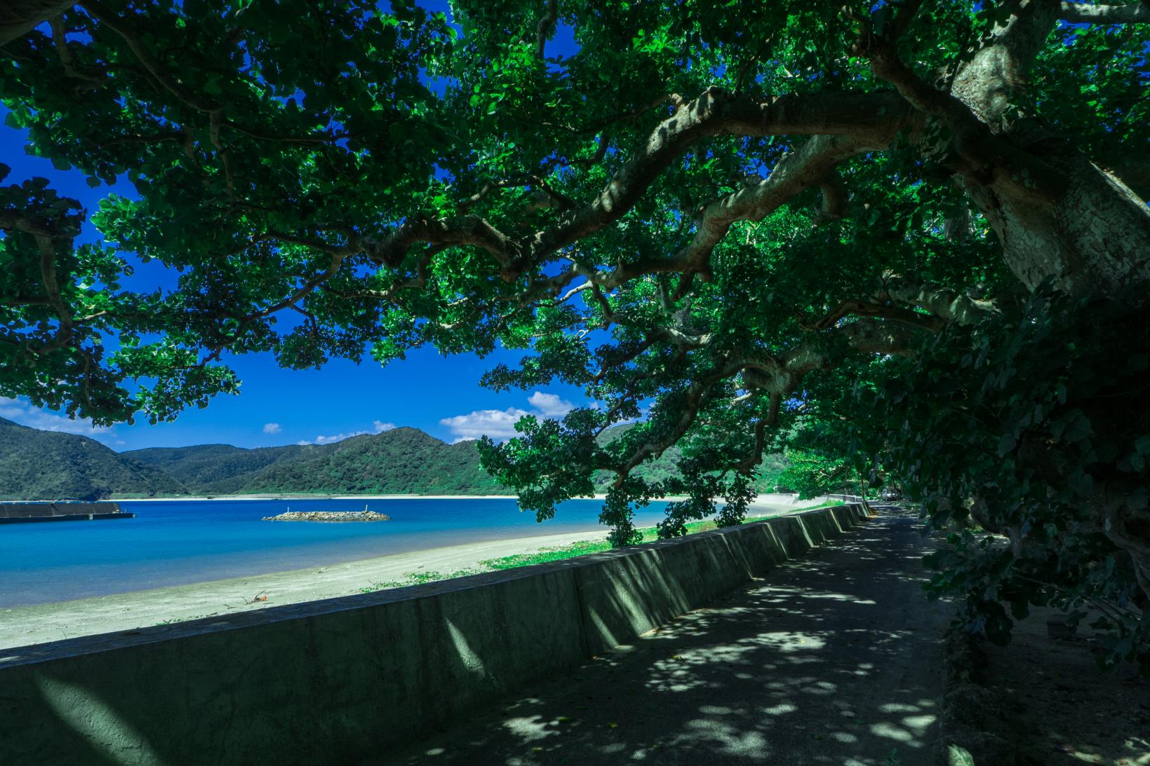 加計呂麻島・請島・与路島-1