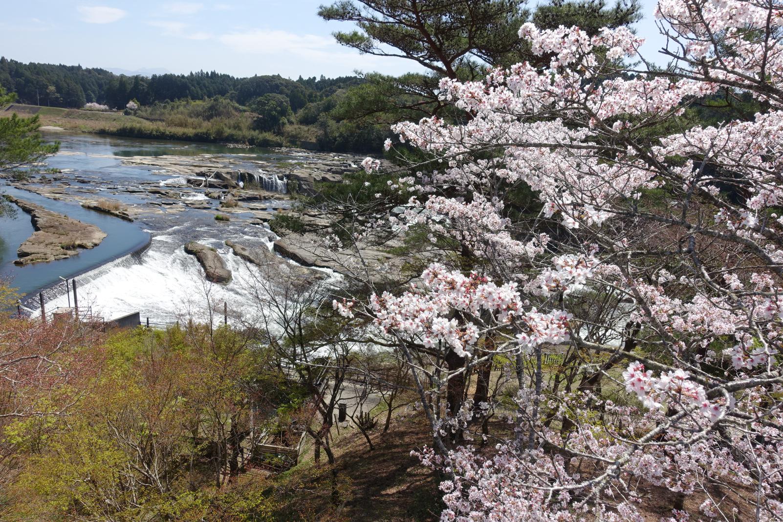 桜と川内川-1