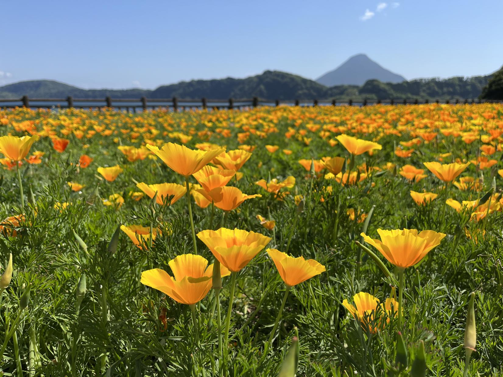 池田湖-1