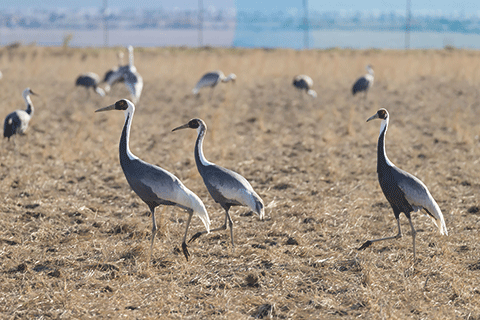 3_Cranes of Izumi-1