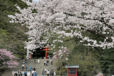 16_Cherry Blossoms @Kirishima Jingū Shrine-1