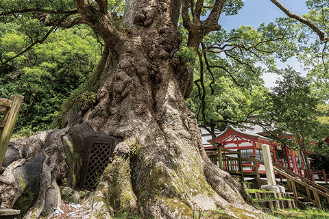 27_Great Kamou Okusu (Camphor tree)-1