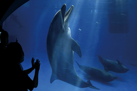 34_Dolphins-1