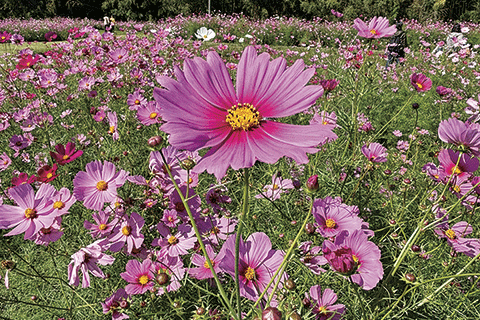 43_Cosmoses @Jigenji Park-1