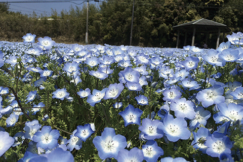 44_Baby Blue Eyes @Jigenji Park-1