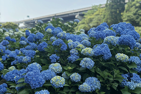 52_Arego Ajisai garden-1