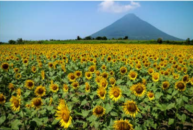 63_Sunflower Field near Nishi-Ōyama Station-1