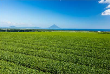 72_Tea Plantations in Chiran-1