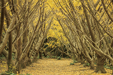 76_Senbon Ichou (Thousand Ginkgos)-1