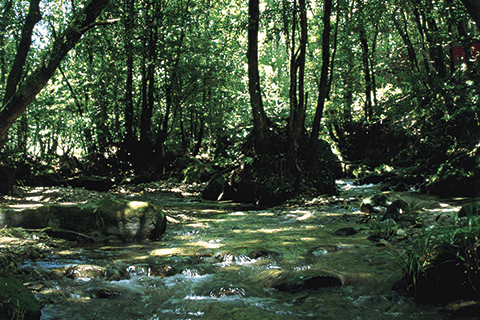 78_Yūkyū-no-Mori Forest-1