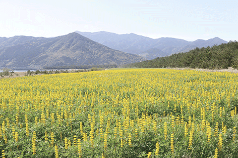 81_Kashiwabaru Coast Lupine Field-1