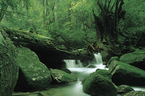 95_Shiratani Unsuikyo Ravine-1