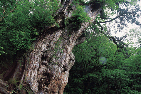 96_Jomonsugi (Jomon Cedar Tree)-1