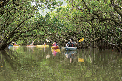 101_Amami Mangrove Forest-1