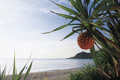 102_Fragrant Screw Pines & Kuninao Beach-1